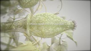 ADEPIDYN™  control on Botrytis cinerea [upl. by Ecnadnac188]