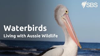 Water birds  Living with Aussie Wildlife  Learn English [upl. by Ynna]