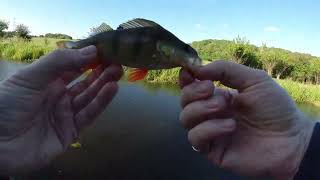 Ultralight BFS fishing for Perch  UK Canal lure fishing [upl. by Gabrila]