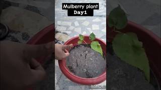 Mulberry plant transformation😯 plants mulberry nature transformation [upl. by Rhynd]