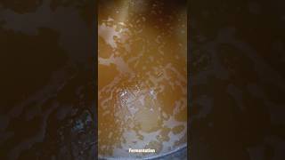 This is how the fermentation looks like in tanks cider winemaking wine ytshorts winetasting [upl. by Anirhtak362]