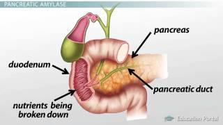 Pancreas Function Enzymes amp Role in Digestion [upl. by Enenaj]