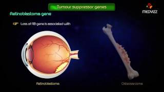 Tumor suppressor genes  Usmle step1 pathology highyield [upl. by Tillion]