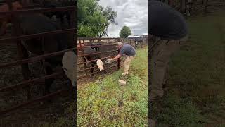 Rescued With A Jack rescue caughtoncamera homesteading viral walkerfarmfam [upl. by Alesram774]