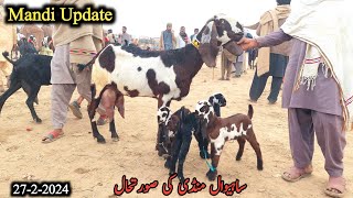 Sahiwal Bakra Mandi Today Latest UpdateBeetql Goats With Kids amp Breeders 27 February 2024 [upl. by Rebeca]