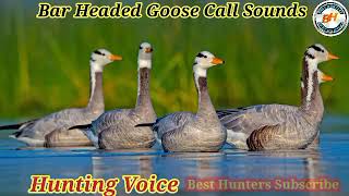 Bar Headed Goose Call Sounds Best Call For Hunting Bar Headed Geese [upl. by Nilok]