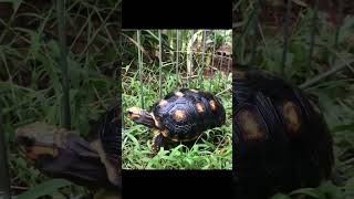 South American Red Foot Tortoise Hatchlings [upl. by Nottarts]