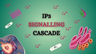 IP3 Signaling Cascade Animation  Biochemistry  Kinnaird College [upl. by Ecitnerp]