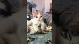 funny catcatcatscatloverfunny pet catshorts funnycatsyoutubeshorts funnyvideo music [upl. by Elem427]