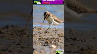 Shorebird Snack Time Catching a Squirmy Meal naturelovers wildlife [upl. by Ocirnor]