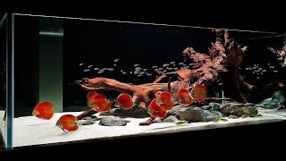 Top 8 Gorgeous Discus Fish Tank  Beautiful Discus Landscape [upl. by Niawtna]