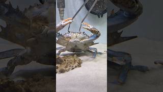 Crab chooses aggression over food pets [upl. by Tearle792]