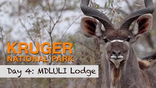 Exploring the Lower KRUGER PARK around MDLULI Safari Lodge and PRETORIUSKOP  Season 2 Day 4 [upl. by Llerdna]