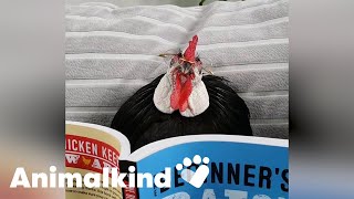 Footless rooster finds forever home  Animalkind [upl. by Nolat]