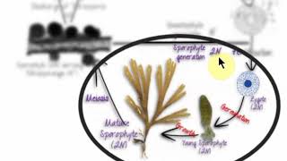 Dictyota life cycle [upl. by Johppah]