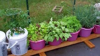 How To Plant The Self Watering Rain Gutter Grow System [upl. by Acinomal]