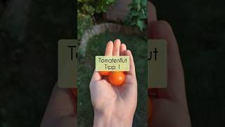 tomatenernte  Getrocknete Tomaten selber machen [upl. by Cut]