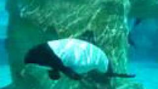 Aquatica Orlando Sea World Black and White Dolphins [upl. by Fatsug132]