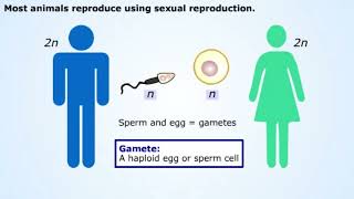 Introduction to Animal Reproduction [upl. by Cruce618]