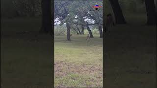 Texas Hill Country Deer at Thousand Trails Medina Lake [upl. by Eeresed]