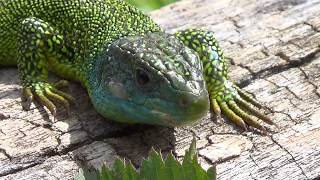 Un vieux lézard vert [upl. by Hoffarth]