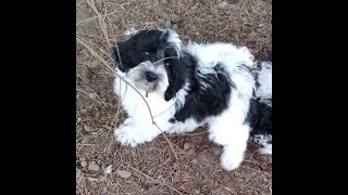 Trained Australian Labradoodle Puppies [upl. by Ailaza343]