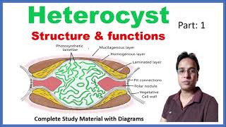 Heterocyst Structure and Function  Cyanobacteria  Blue green algae  Part 1 [upl. by Eiznekam]