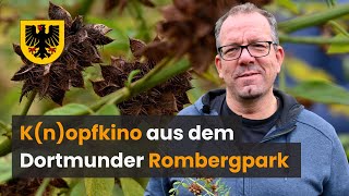 Knopfkino aus dem Botanischen Garten Rombergpark die Pflanze des Monats Oktober [upl. by Ailee261]