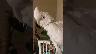 Sleepy 😴 Goffin Cockatoo [upl. by Ididn]