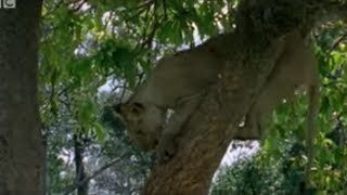 Lion Cubs Trying to Hunt Baboons  Wildlife  BBC Studios [upl. by Walt]