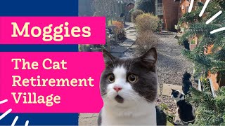 Moggies The Cat Retirement Village SmartFoxTV [upl. by Bierman489]