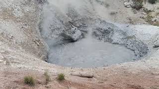 Mud Volcano and Bison Yellowstone National Park USA [upl. by Ainesy]