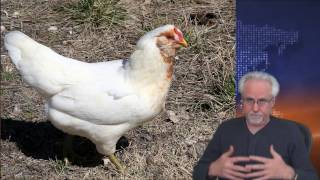 Review of the Easter Layer  Araucanas  Ameraucanas  Chickens from McMurray Hatchery [upl. by Shaum]