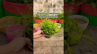 Dianthus seedlings transplantation dianthus youtubeshorts shorts [upl. by Aenert]