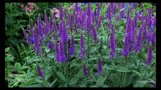 Veronica Longifolia First Match® 4K [upl. by Brocklin]