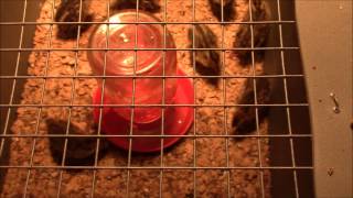 How to Brood Coturnix Quail [upl. by Ardelia]