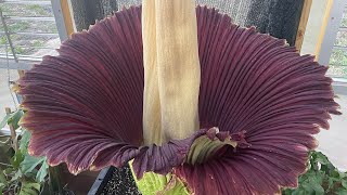 Amorphophallus titanum ‘Lupin’ opening day progression [upl. by Copp212]