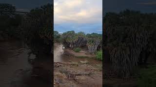 Tsavo riverTsavo national park kenyaAT maneaters bridge wildlife safari [upl. by Neal842]