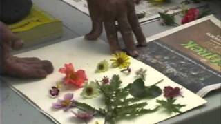 Pressing Plants  A Simple Way to Dry Flowers [upl. by Neural]