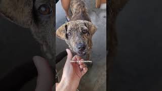 Dog Who Turned To Stone Gets Best Bali Life  The Dodo [upl. by Acitel]