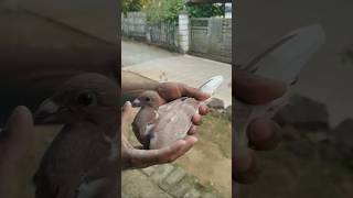 The most beautiful pigeons in the world kabutars birds Anasloft youtubeshorts trending shorts [upl. by Etnoid]