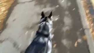 Husky walking with Dogmatic Headcollar [upl. by Casta]