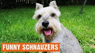 Funny Schnauzers Moments [upl. by Vasyuta]