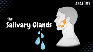 Minor amp Major Salivary Glands Parotid Submandibular Sublingual Anatomy [upl. by Aleira]