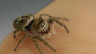 Phidippus Carolinensis Jumping SpiderSo Cute [upl. by Melisent]