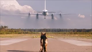 Dog Holds Up 1000 Planes Within 2 Years Just To Look For His Owner [upl. by Oinolopa]