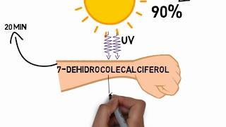 Fisiología Vitamina D [upl. by Alleul]