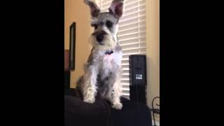 Miniature Schnauzer Barking [upl. by Celik]