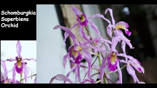 Gorgeous Orchid  Schomburgkia Orchid  Schomburgkia Superbiens  Pretty Orchid [upl. by Sandon]