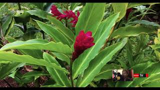 Alpinia purpurata Gingembre rouge [upl. by Nileuqcaj]